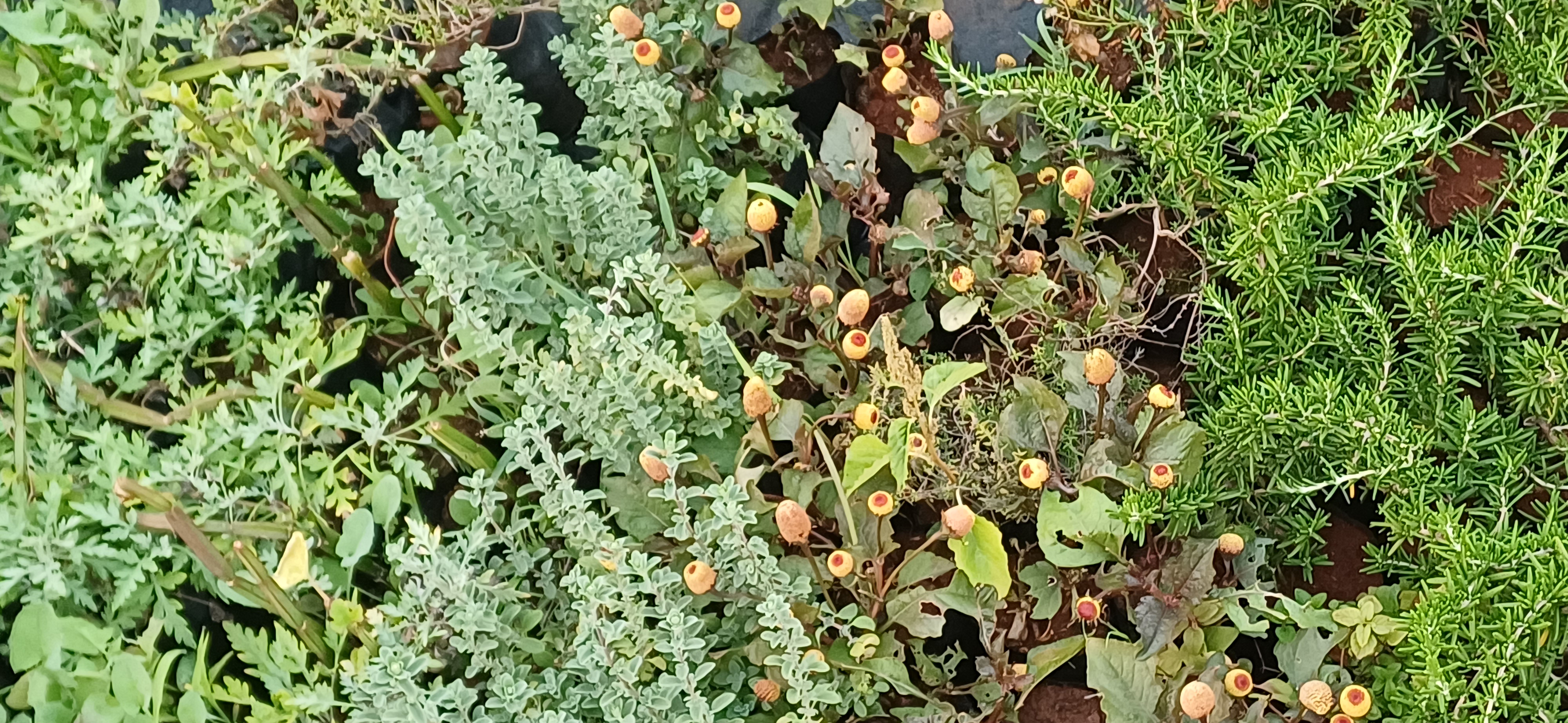 Medicinal Plants Nursery Pandharpur